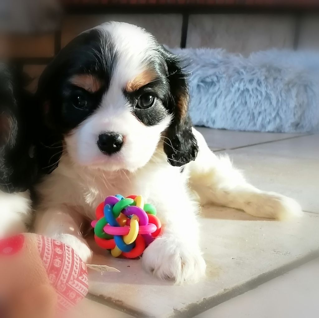 D'Ez Mortes Terres - Chiots disponibles - Cavalier King Charles Spaniel