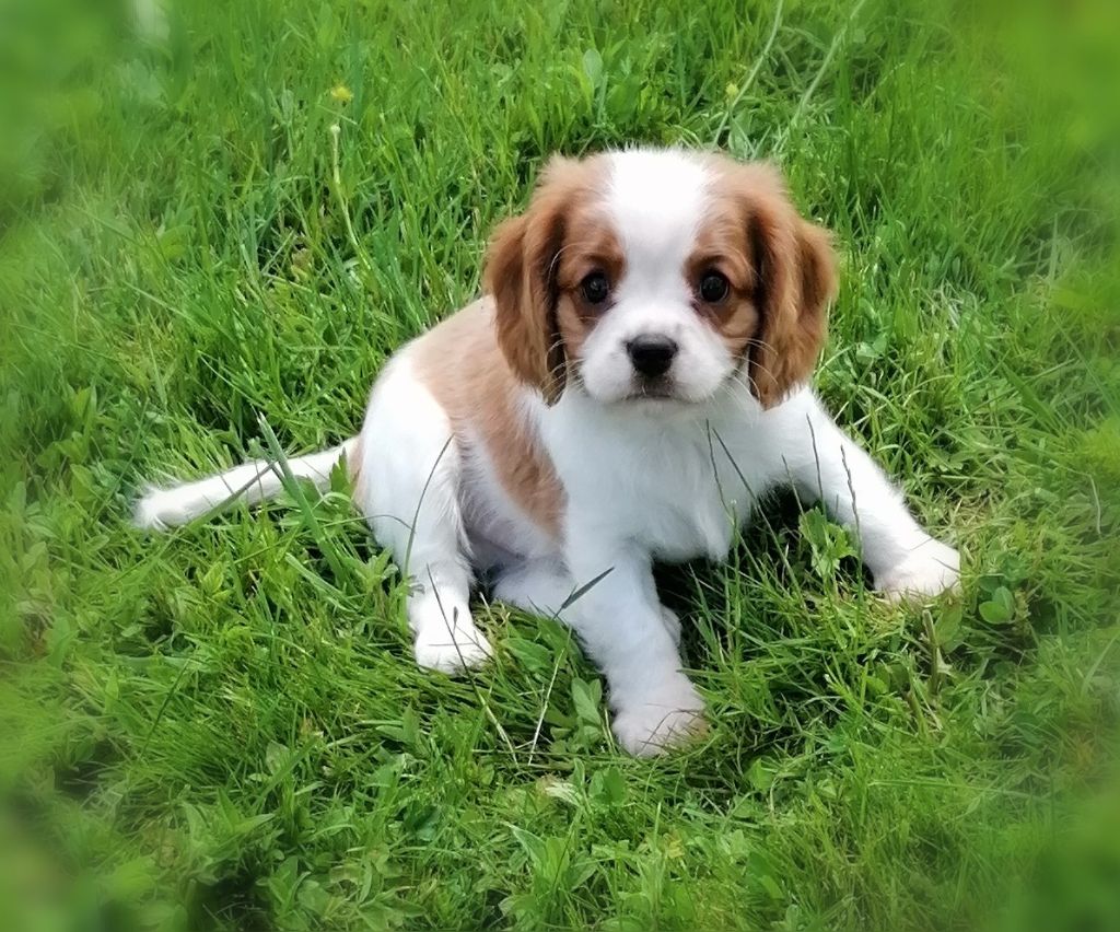 D'Ez Mortes Terres - Chiots disponibles - Cavalier King Charles Spaniel