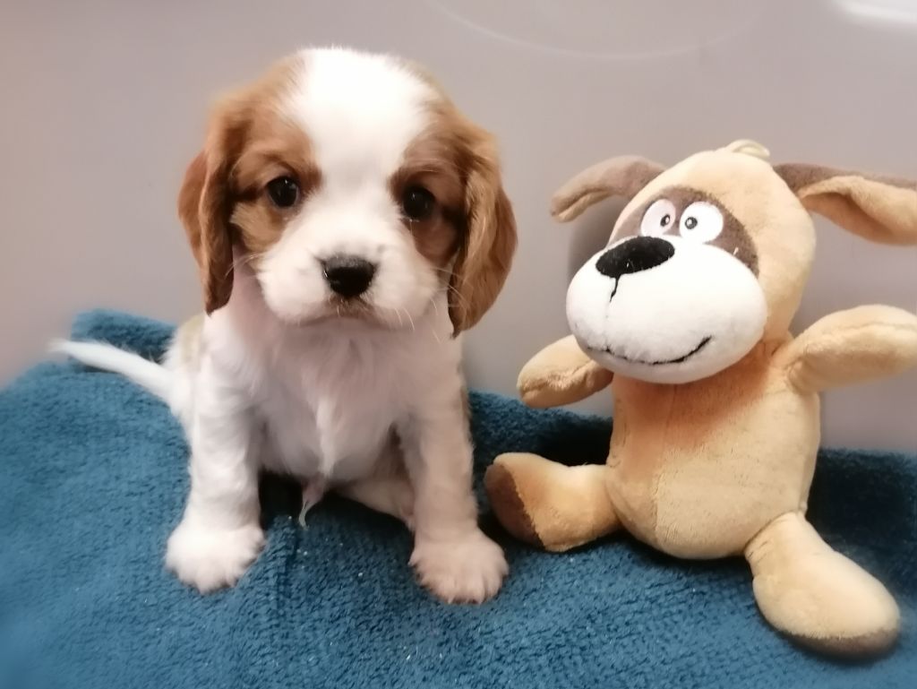 D'Ez Mortes Terres - Chiots disponibles - Cavalier King Charles Spaniel