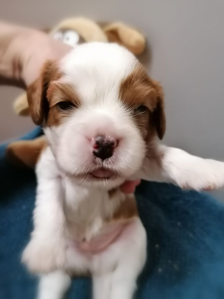 D'Ez Mortes Terres - Chiots disponibles - Cavalier King Charles Spaniel