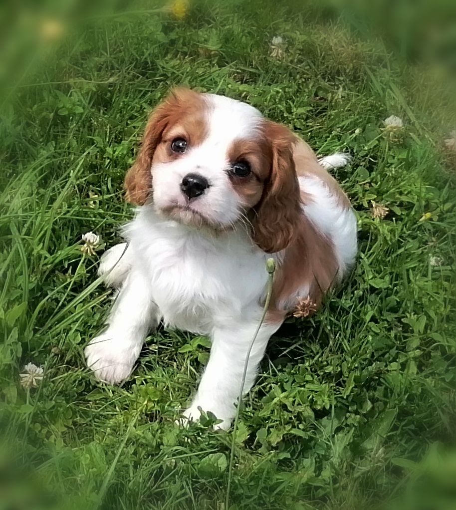 D'Ez Mortes Terres - Chiots disponibles - Cavalier King Charles Spaniel