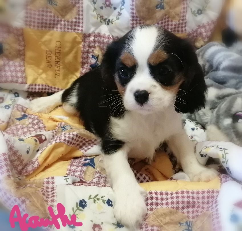 D'Ez Mortes Terres - Chiots disponibles - Cavalier King Charles Spaniel
