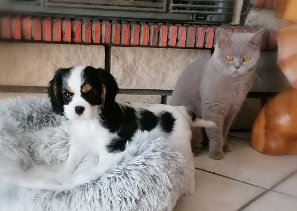 D'Ez Mortes Terres - Chiots disponibles - Cavalier King Charles Spaniel