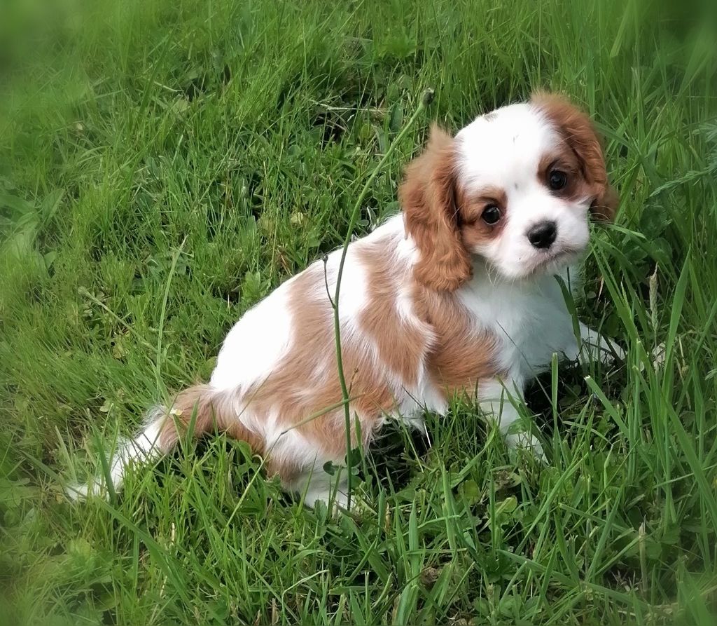 D'Ez Mortes Terres - Chiots disponibles - Cavalier King Charles Spaniel