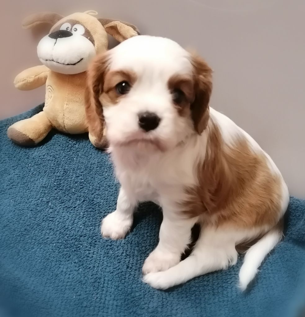 D'Ez Mortes Terres - Chiots disponibles - Cavalier King Charles Spaniel