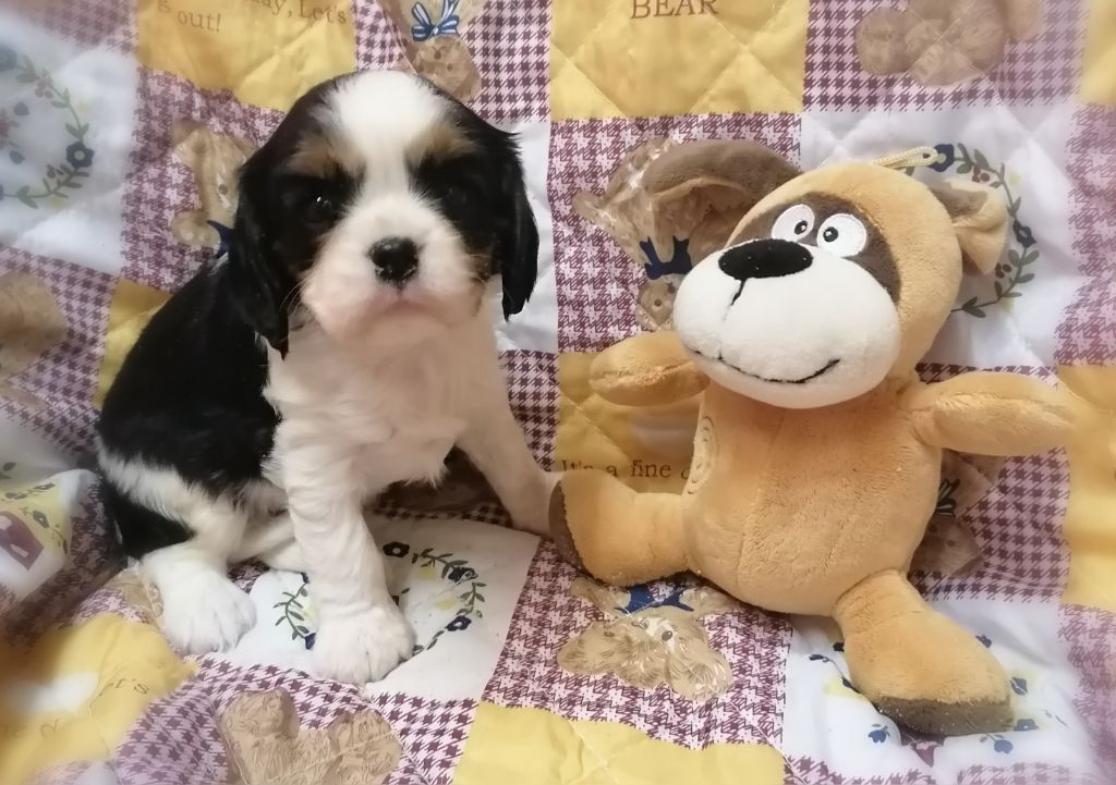 D'Ez Mortes Terres - Chiots disponibles - Cavalier King Charles Spaniel