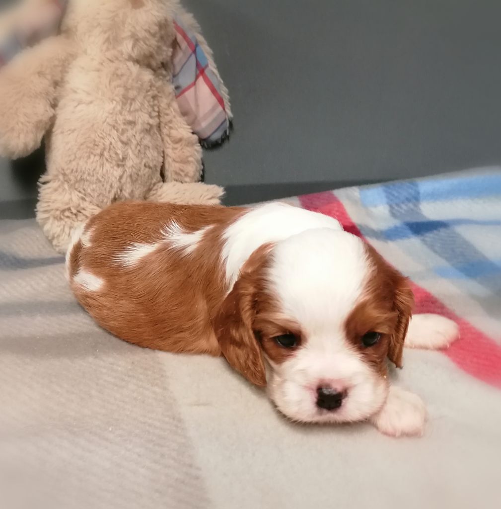 D'Ez Mortes Terres - Chiots disponibles - Cavalier King Charles Spaniel