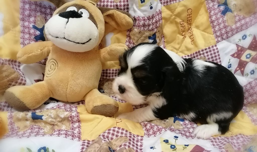 D'Ez Mortes Terres - Chiots disponibles - Cavalier King Charles Spaniel