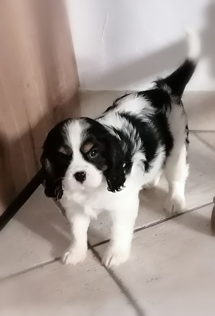 D'Ez Mortes Terres - Chiots disponibles - Cavalier King Charles Spaniel
