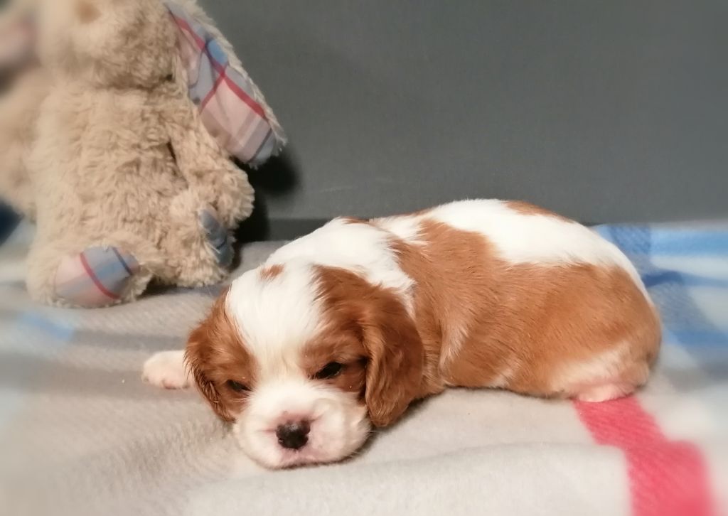 D'Ez Mortes Terres - Chiots disponibles - Cavalier King Charles Spaniel