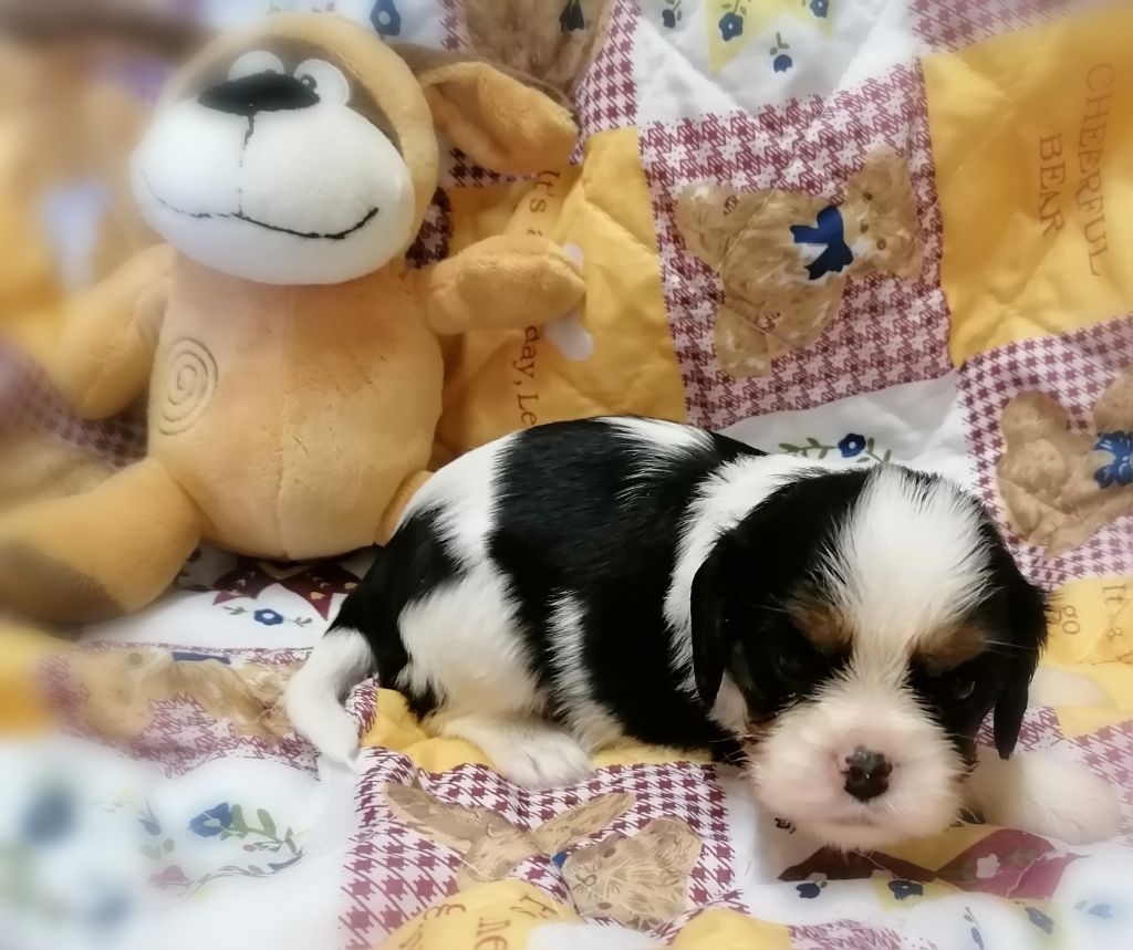 D'Ez Mortes Terres - Chiots disponibles - Cavalier King Charles Spaniel