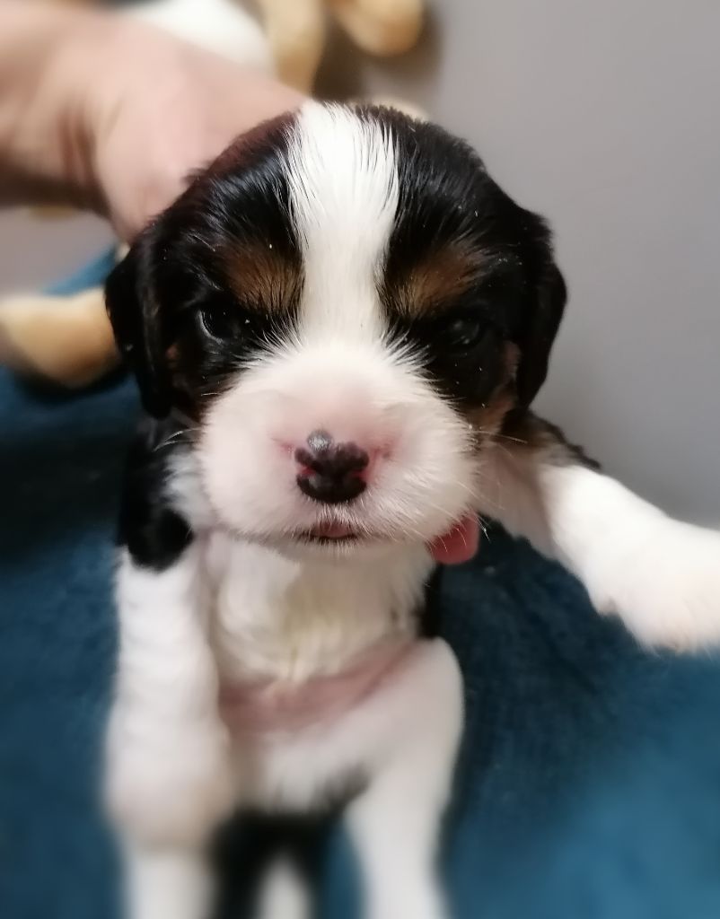 D'Ez Mortes Terres - Chiots disponibles - Cavalier King Charles Spaniel